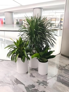 杭州湾花木租摆价格实惠